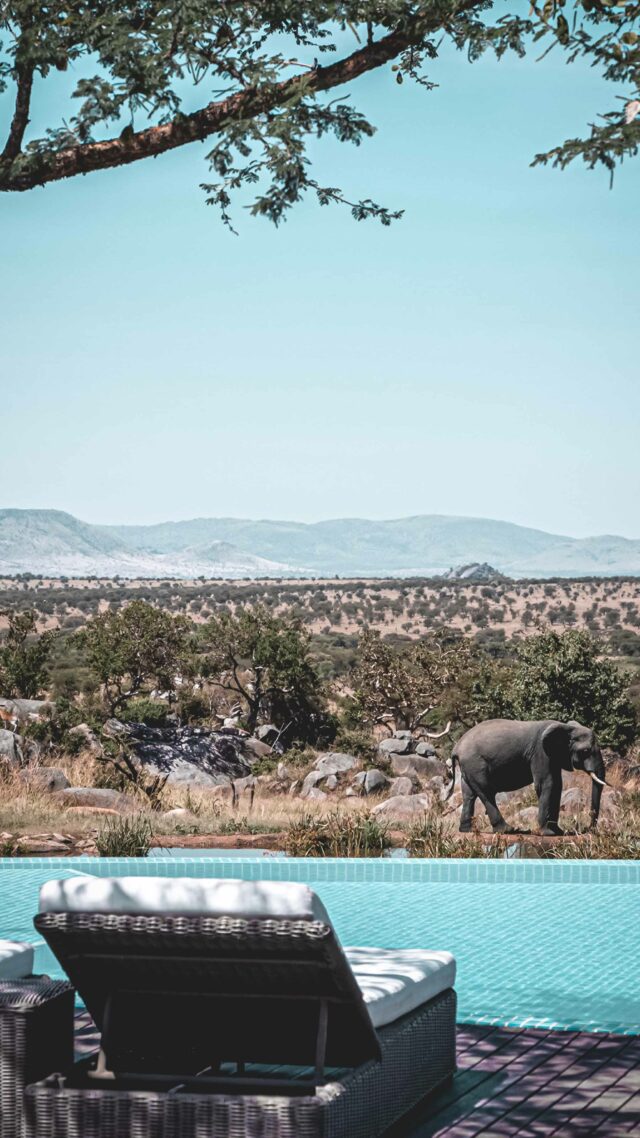 infinity pool elephants-four seasons safari lodge serengeti tanzania