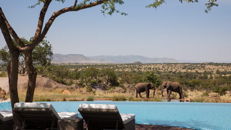 infinity pool elephants-four seasons safari lodge serengeti tanzania