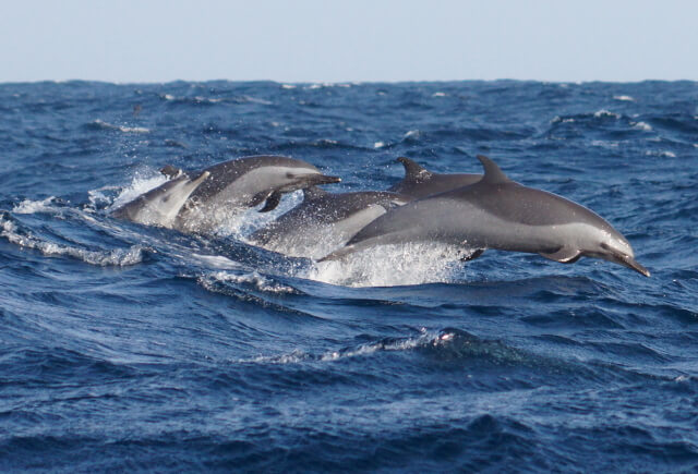 swim with dolphins-the residence zanzibar