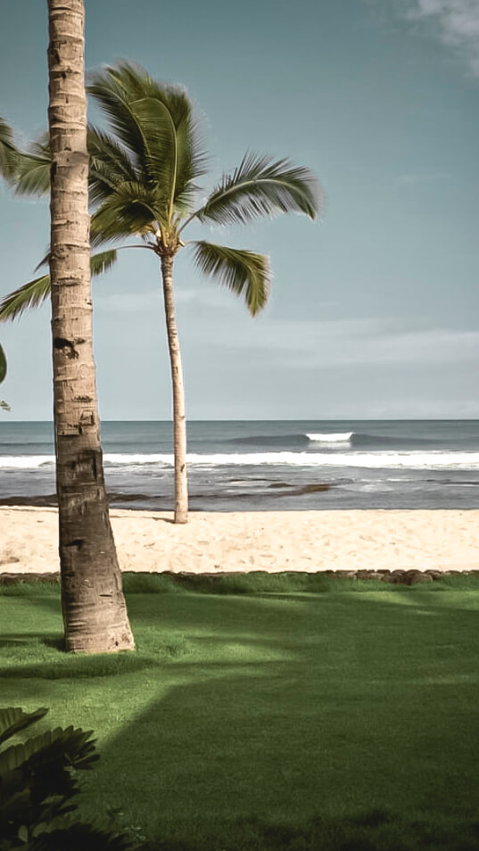 palm trees ocean-four seasons resort hualalai hawaii