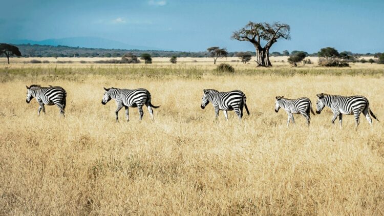 hotels in heaven and beyond and Beyond Ngorongoro Crater Lodge location wildlife tree nature zebra meadow sky Africa