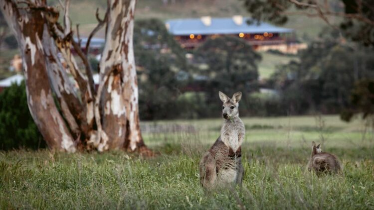 kangaroo-emirates one&only wolgan valley australia