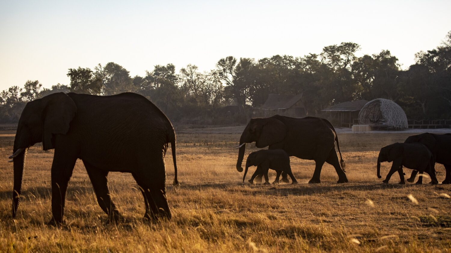 elephant safari luxury hotel-jao camp