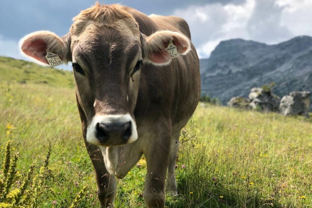 hotel-arlberg-cow-mountain